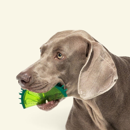 dog biting into the fruit stand lemon TPR chew toy, teeth visible, uggaz
