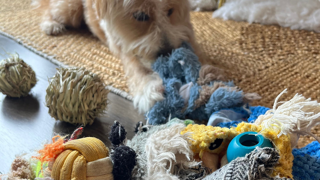 Kele, a cream poodle mix, lying behind a spread of his toys on the floor: two intact woven grass balls, a shredded blue rope toy, several knotted cotton ropes, and a teal plastic squeaker that has come out of something.
