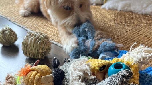 Kele, a cream poodle mix, lying behind a spread of his toys on the floor: two intact woven grass balls, a shredded blue rope toy, several knotted cotton ropes, and a teal plastic squeaker that has come out of something.
