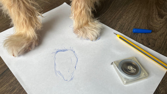 Two cream-coloured front paws standing on a sheet of white paper on a wood floor, with a blue pen outline of a paw traced beside them, next to a pencil and a tape measure.