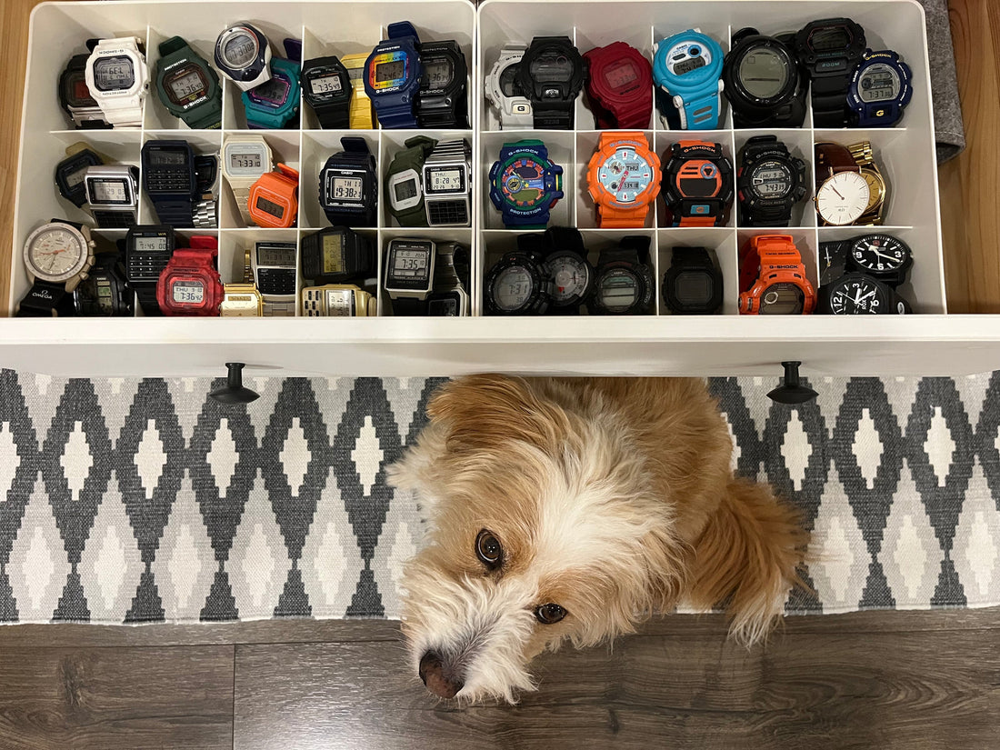 an open drawer of casio watches in white grid organisers — dozens of them in black, red, blue, orange, turquoise, gold and one rainbow strap — with kele, a shaggy cream and tan dog, lying on the floor below looking up at the camera