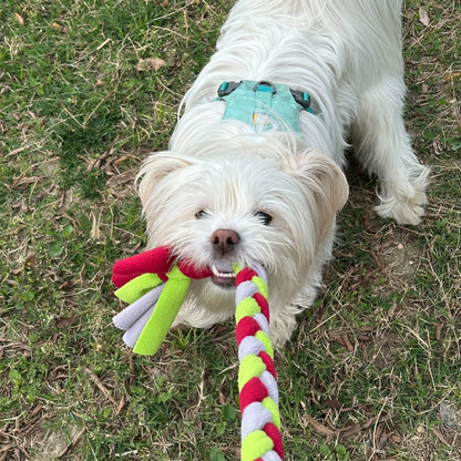 white fluffy dog playing tug-of-war outdoors with the UggaZ fleece rope toy