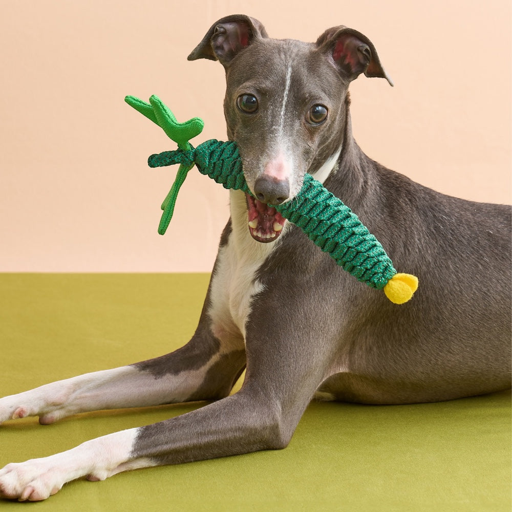 Dog tugging The Knot Harvest cucumber rope toy by its vine leaf