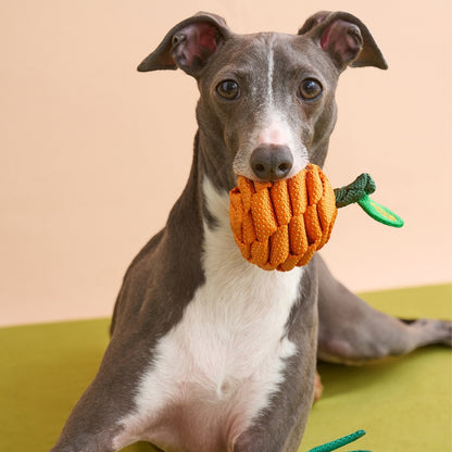 Dog holding The Knot Harvest tangerine rope toy