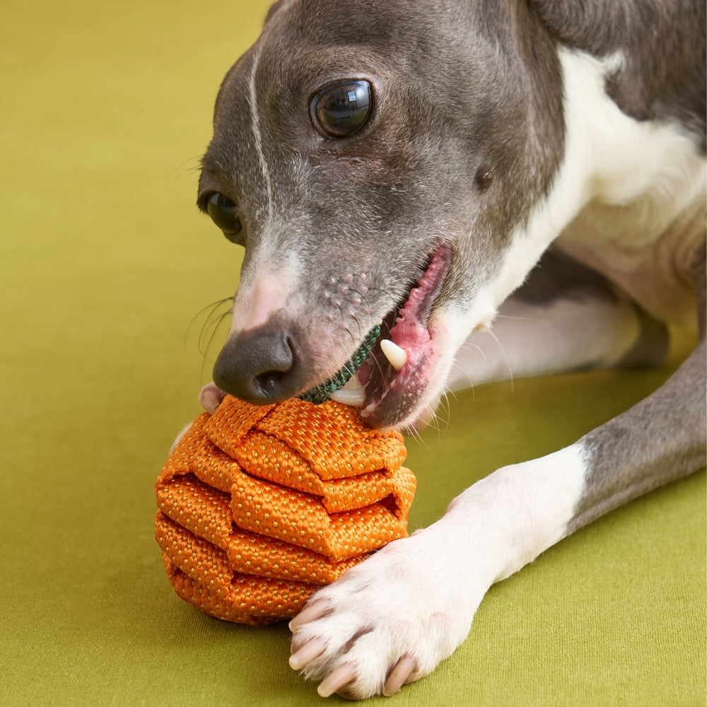 Dog chewing The Knot Harvest tangerine rope toy