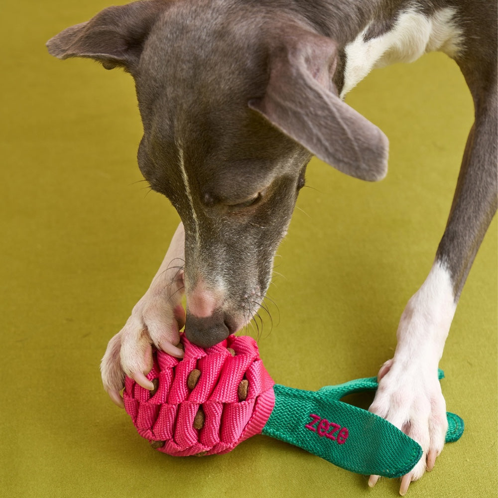Dog's paws holding The Knot Harvest dragon fruit rope toy with treats visible in the weave