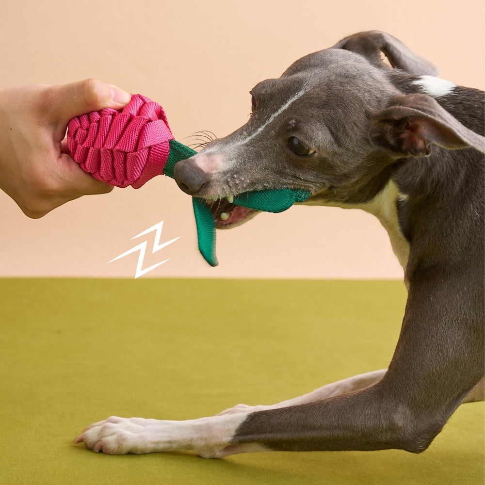 Tug-of-war with The Knot Harvest dragon fruit squeaker toy