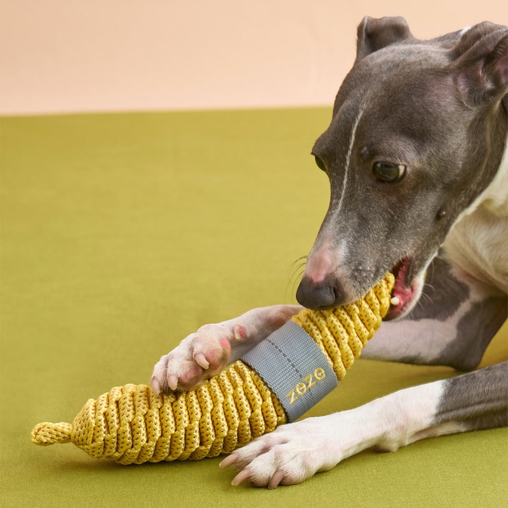 Dog holding The Knot Harvest banana rope toy