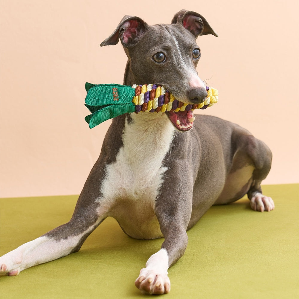 Dog holding The Knot Harvest corn rope toy