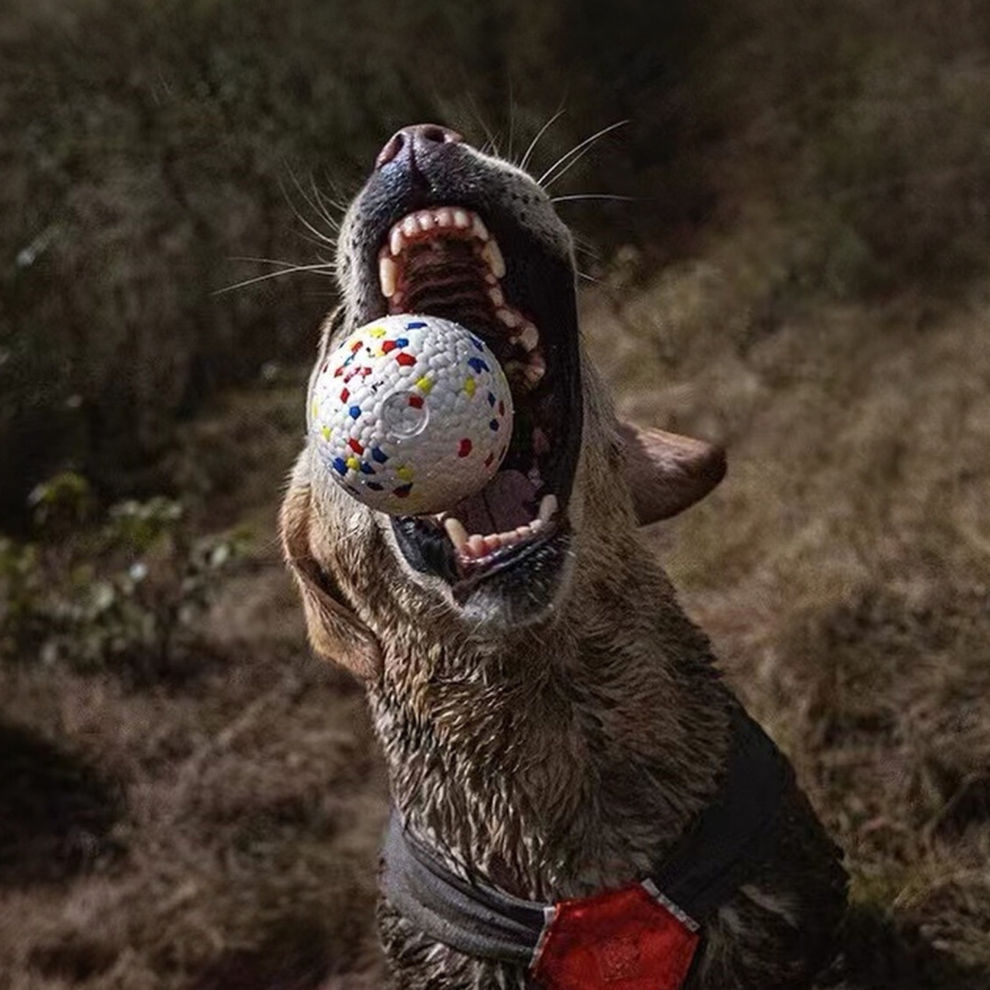 The Popcorn Ball