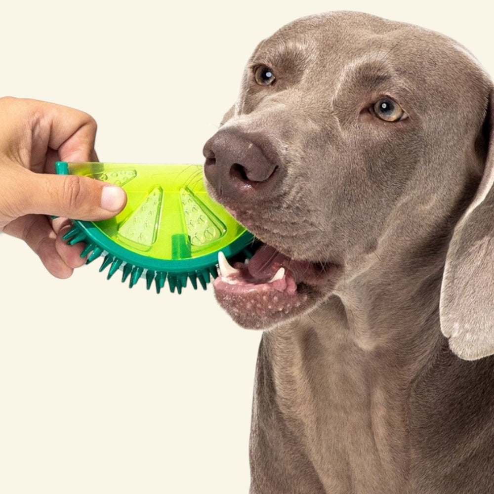 hand offering the fruit stand lemon TPR chew toy to a dog, uggaz