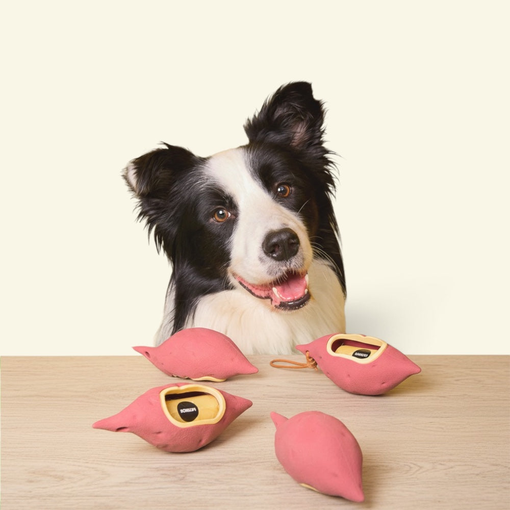 border collie looking at four of the yam dispensers lined up on a table