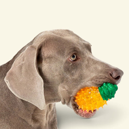 dog holding the fruit stand pineapple TPR chew toy in its mouth, uggaz