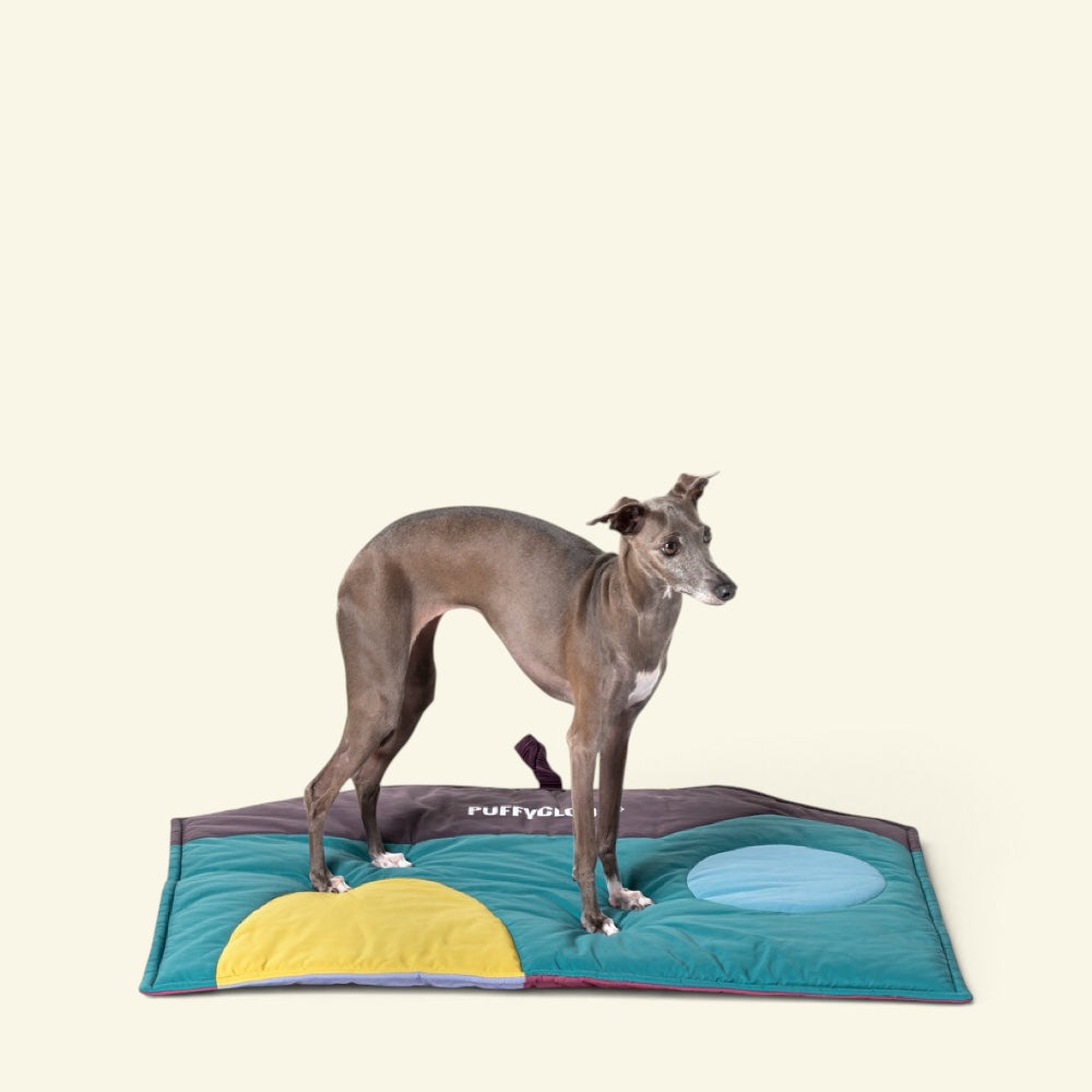 a grey dog standing on the slate green side of the rose & slate mat, with a yellow arch and a blue circle