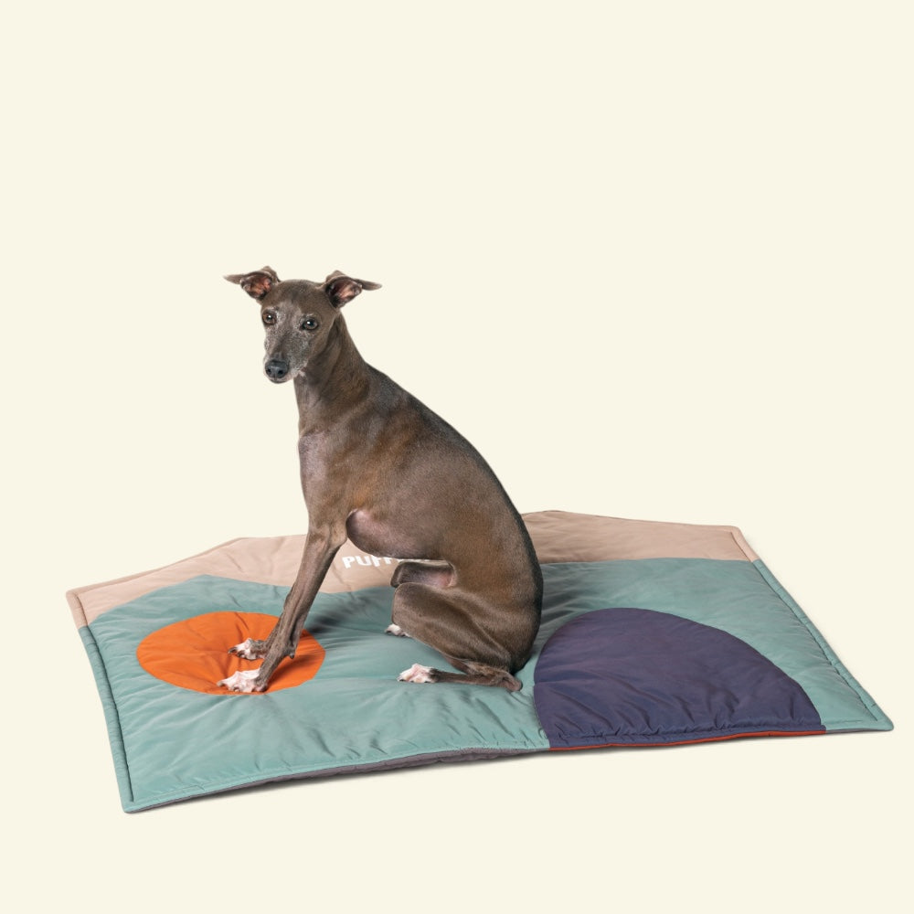 a grey dog sitting on the mint green and light sand side of the mat, with an orange circle and a navy arch