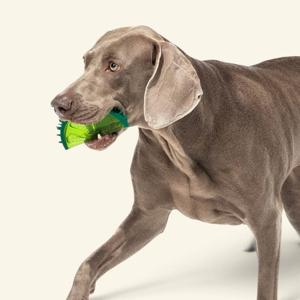 dog trotting with the fruit stand lemon TPR chew toy in its mouth, uggaz