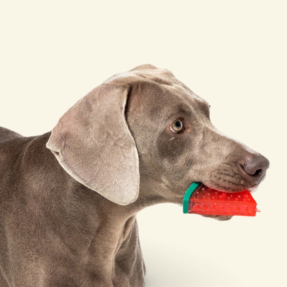 dog biting into the fruit stand watermelon TPR chew toy, uggaz